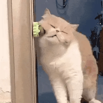 BOLITAS ANTIESTRES PARA TU MININO EN CASA 🐈